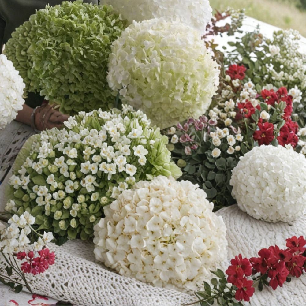 Hydrangea ‘Incrediball’ Starter Plant – Hydrangea arborescens | Live Rooted Shrub | Huge White Blooms | Hardy Garden Plant in 3x4 Pot