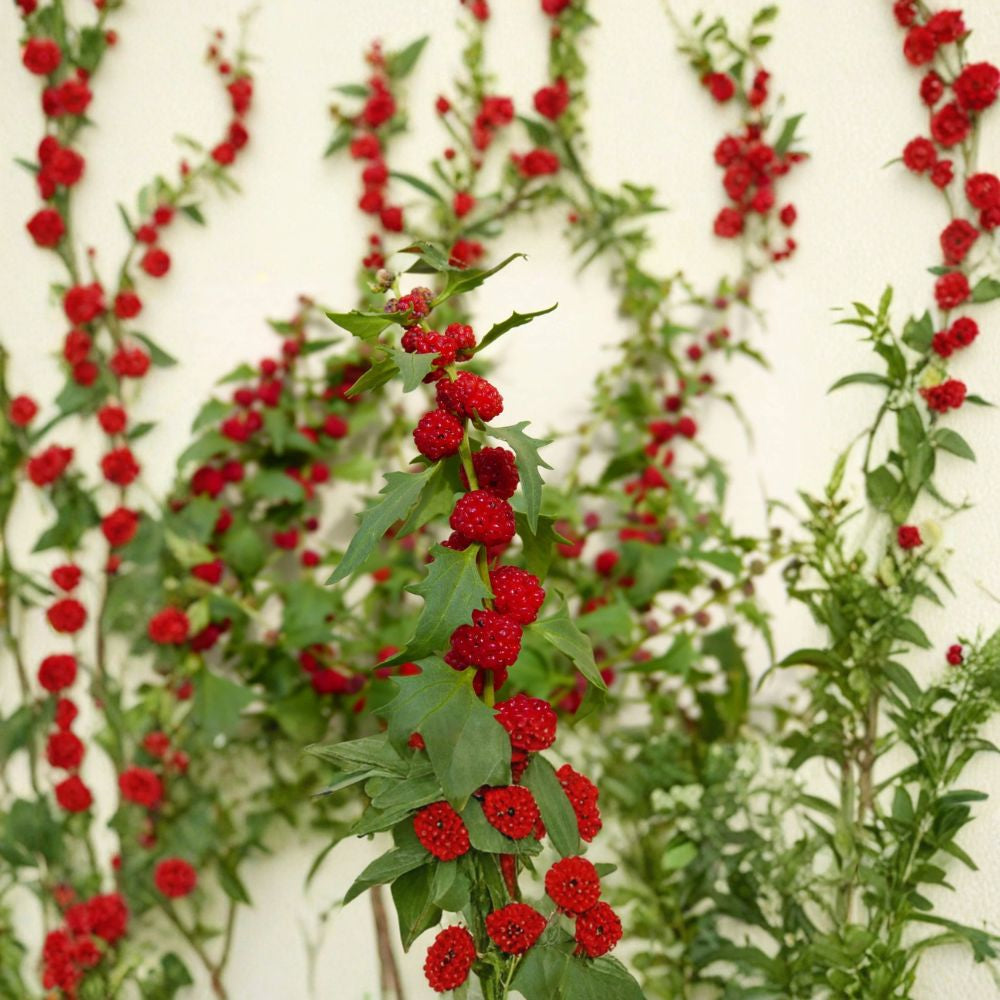 Strawberry Sticks – Chenopodium foliosum 100 Heirloom Seeds | Edible Greens & Red Berries Strawberry Spinach | Unique Garden Plant | Sun to Part Shade