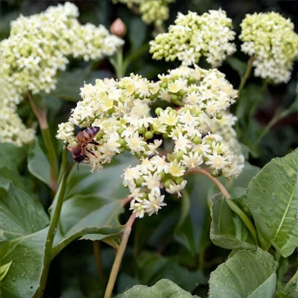 Korean Evodia (Bee Bee Tree) – Evodia danielli 200 Seeds | Fast Growing Hardy Pollinator Tree Bulk Planting Pack | Fragrant Summer Blooms | Excellent Shade Tree