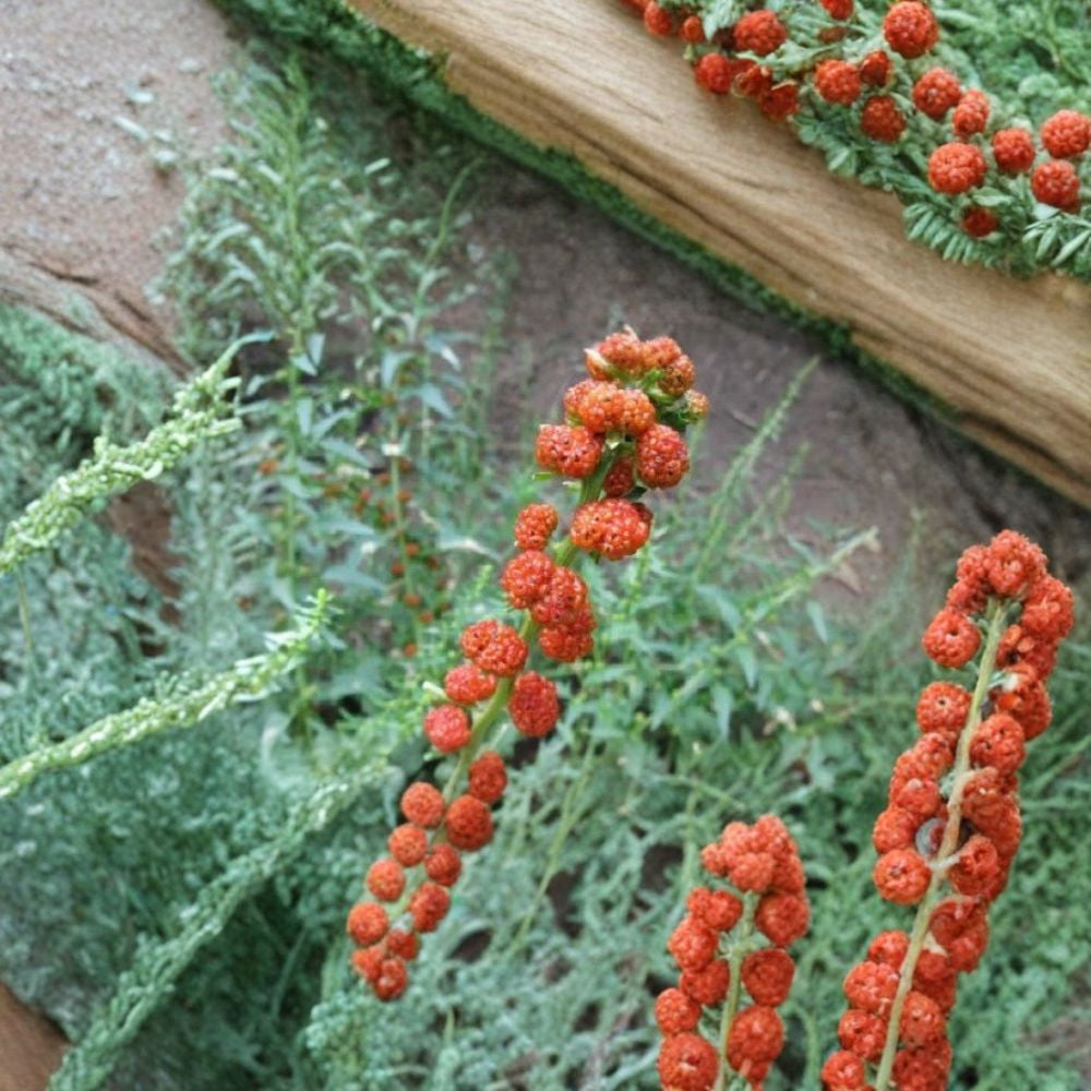Strawberry Spinach – Chenopodium capitatum 50 Heirloom Seeds | 45 Days | Non-GMO Edible Leaves & Red Berries | Annual Herb | Easy to Grow