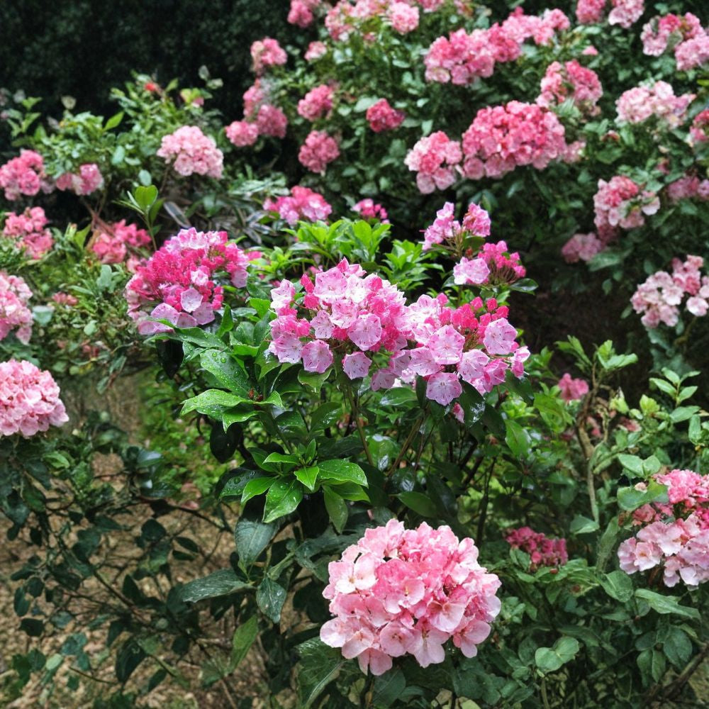 Mountain Laurel – Kalmia latifolia 50 Seeds | Showy Evergreen Native Shrub Shade Loving | Acid Soil Specialist | Spectacular Spring Blooms