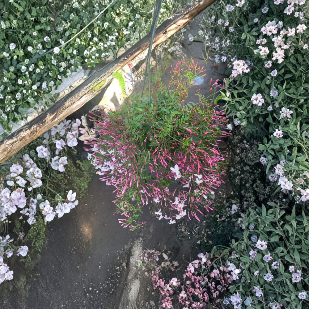 Pink Jasmine – Jasminum polyanthum Live Flowering Vine | 3–4 Feet Tall | Includes 3 Gallon Pot Fragrant Pink Buds | Fast Growing Climber | Patio & Trellis Favorite