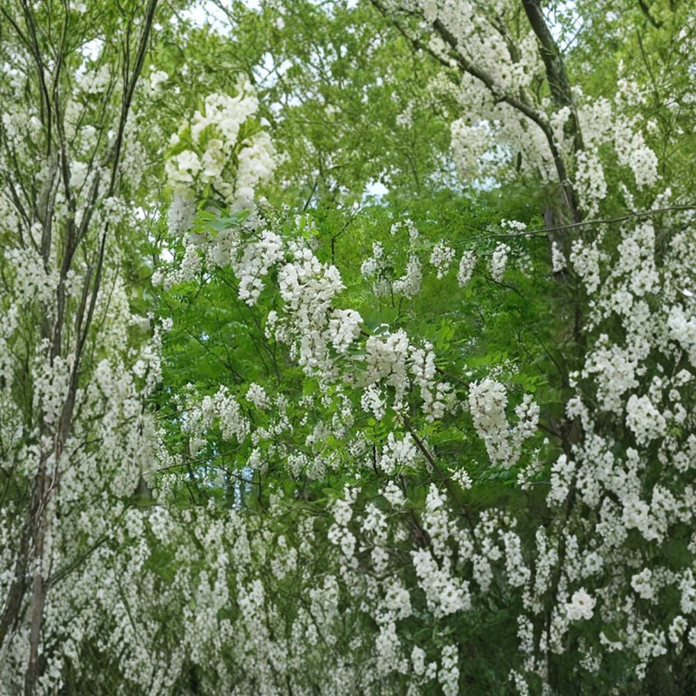 Black Locust – Robinia pseudoacacia 400 Seeds | Fast Growing Hardy Shade Tree Fragrant White Blooms | Nitrogen Fixing | Drought & Cold Tolerant
