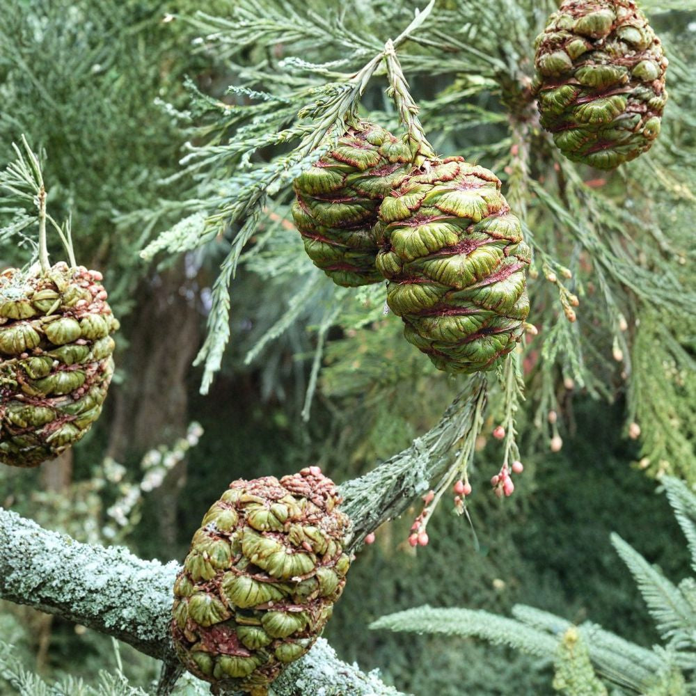 Giant Sequoia – Sequoiadendron giganteum 960 Seeds | Bulk Wholesale Pack | Evergreen Redwood Fast Growing | Long-Lived | Massive Specimen Tree | Bonsai Suitable