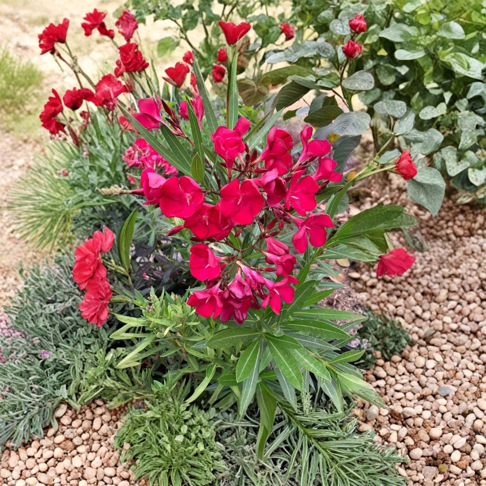 Red Oleander – Nerium oleander Live Flowering Shrub | 1–2 Feet Tall | Includes 1 Gallon Pot Evergreen Landscape Plant | Heat Tolerant | Long Blooming