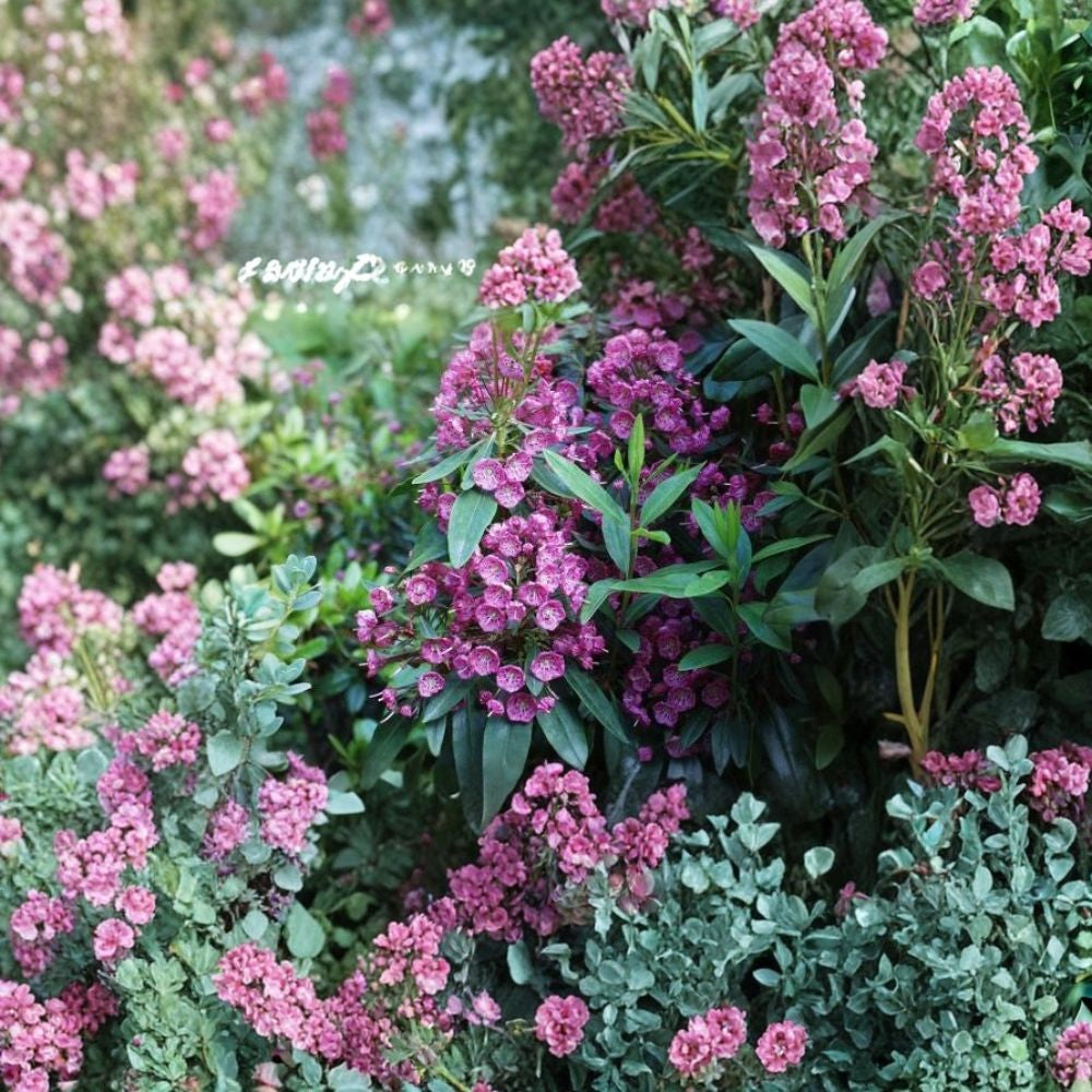 Mountain Laurel – Kalmia latifolia 5400 Seeds | Showy Evergreen Native Shrub Commercial Bulk Pack | Woodland Restoration | Acid-Loving Evergreen