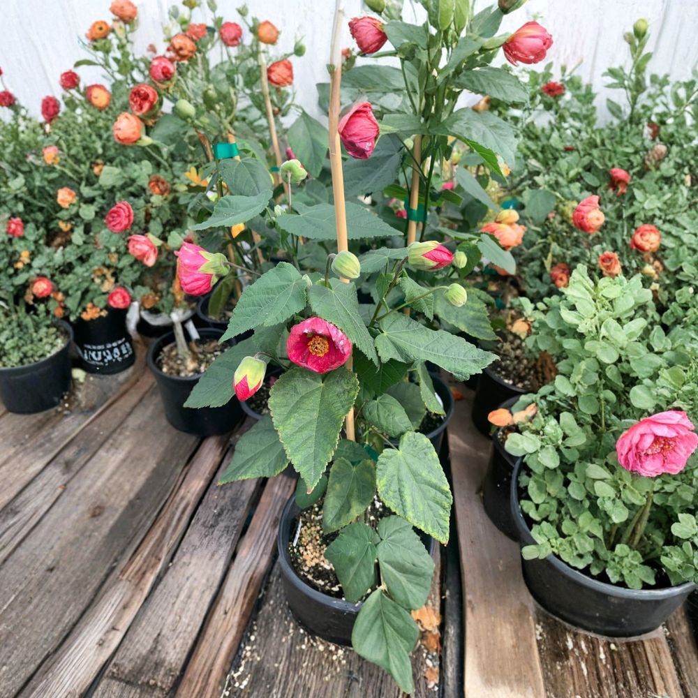 Abutilon ‘Tropic Rose’ – Flowering Maple Live Flowering Shrub | 1 Foot Tall | Includes 1 Gallon Pot Soft Rose-Pink Blooms | Long Flowering Season | Patio & Garden Favorite