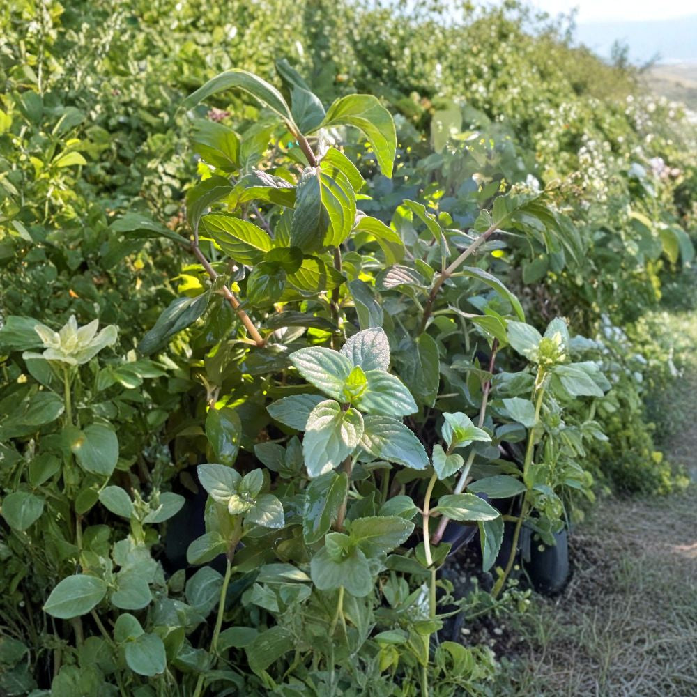 Mentha ‘Chocolate’ – Chocolate Mint Live Herb Plant | 1 Foot Tall | Includes 1 Gallon Pot Rich Minty Aroma | Fast Growing Herb | Great for Tea & Desserts