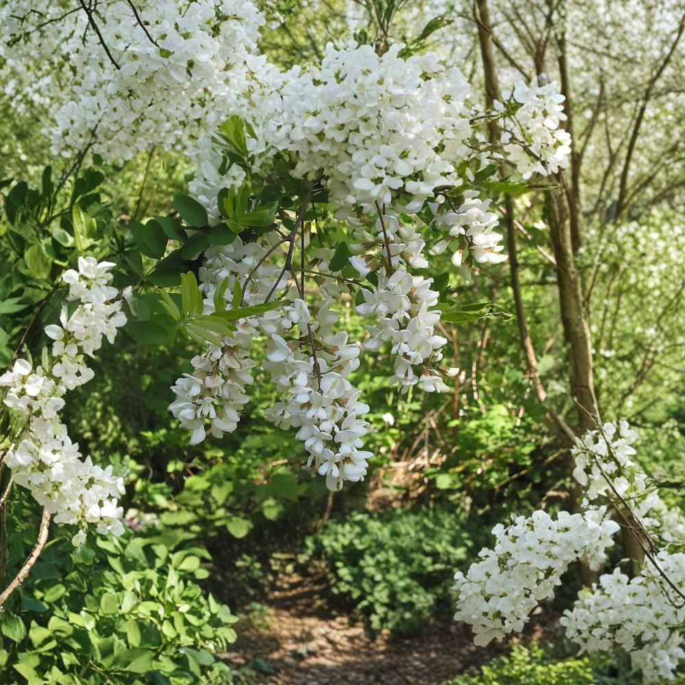 Black Locust – Robinia pseudoacacia 30 Seeds | Fast Growing Hardy Tree Fragrant White Blooms | Nitrogen Fixing | Tough & Drought Tolerant