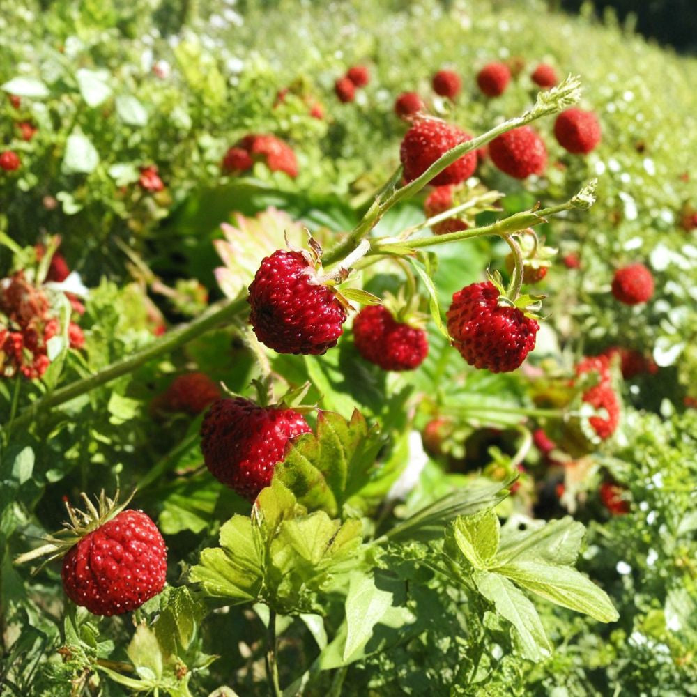 Alpine Strawberry ‘Baron Solemacher’ – Fragaria vesca 100+ Heirloom Seeds | Fast Growing | Free Shipping Cold Hardy Perennial | No Runners | Indoor & Outdoor Friendly