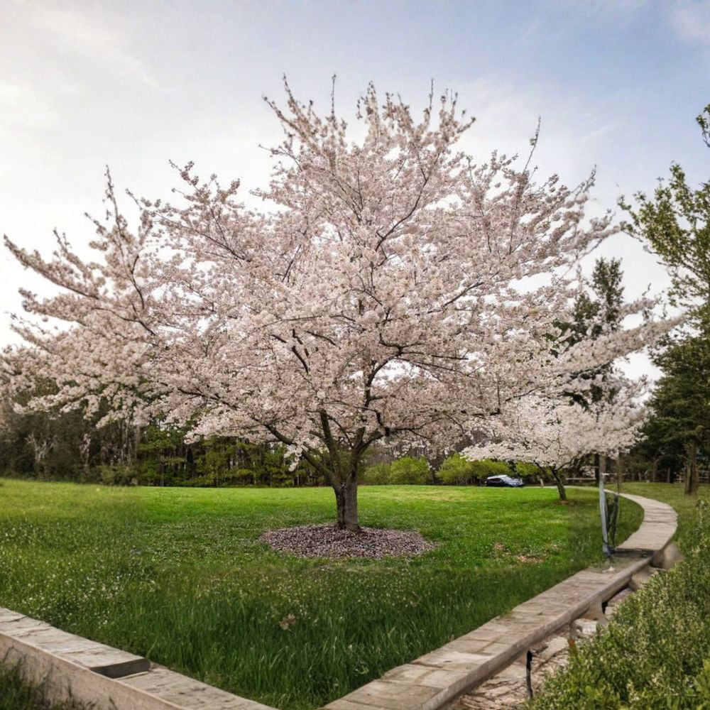 Yoshino Flowering Cherry – Prunus × yedoensis ‘Yoshino’ Live Grafted Tree | 3–4 Feet Tall | Includes 3 Gallon Pot Elegant Spring Blooms | Pale Pink to White Flowers | Ornamental Landscape Tree