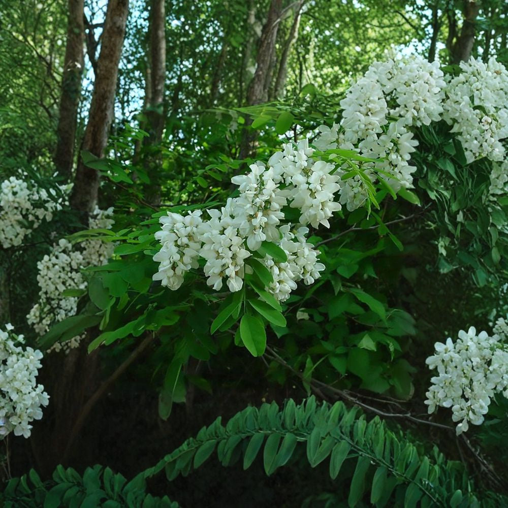 Black Locust – Robinia pseudoacacia 200 Seeds | Fast Growing Hardy Tree Fragrant White Blooms | Nitrogen Fixing | Tough & Drought Tolerant