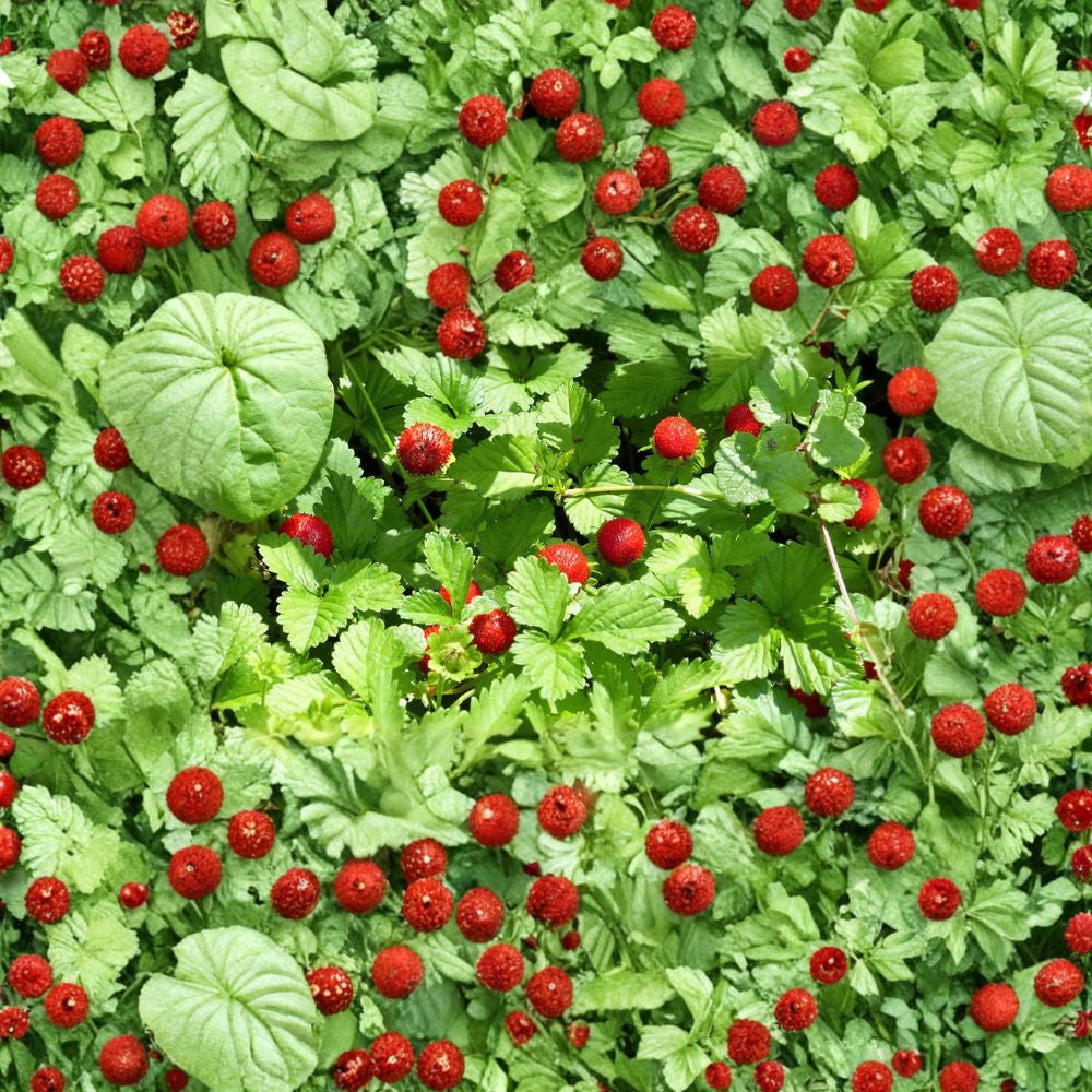 Alexandria Alpine Strawberry – Fragaria vesca ‘Alexandria’ 50 Heirloom Seeds | Everbearing | Runner-Free Variety Sweet Red Berries | White Flowers | Compact Garden Plant