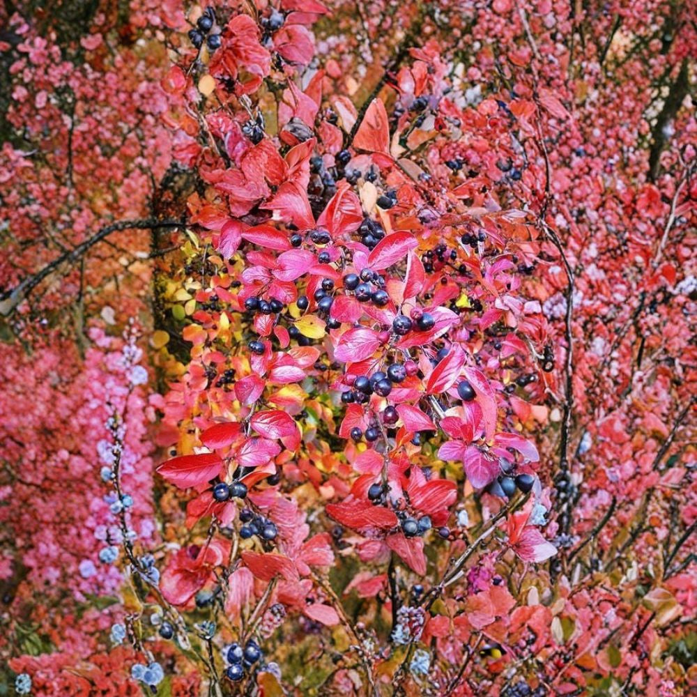 Black Chokeberry – Aronia melanocarpa 300 Seeds | Hardy Edible Shrub Bulk Native Berry Seeds | Antioxidant-Rich Fruit | Brilliant Fall Color