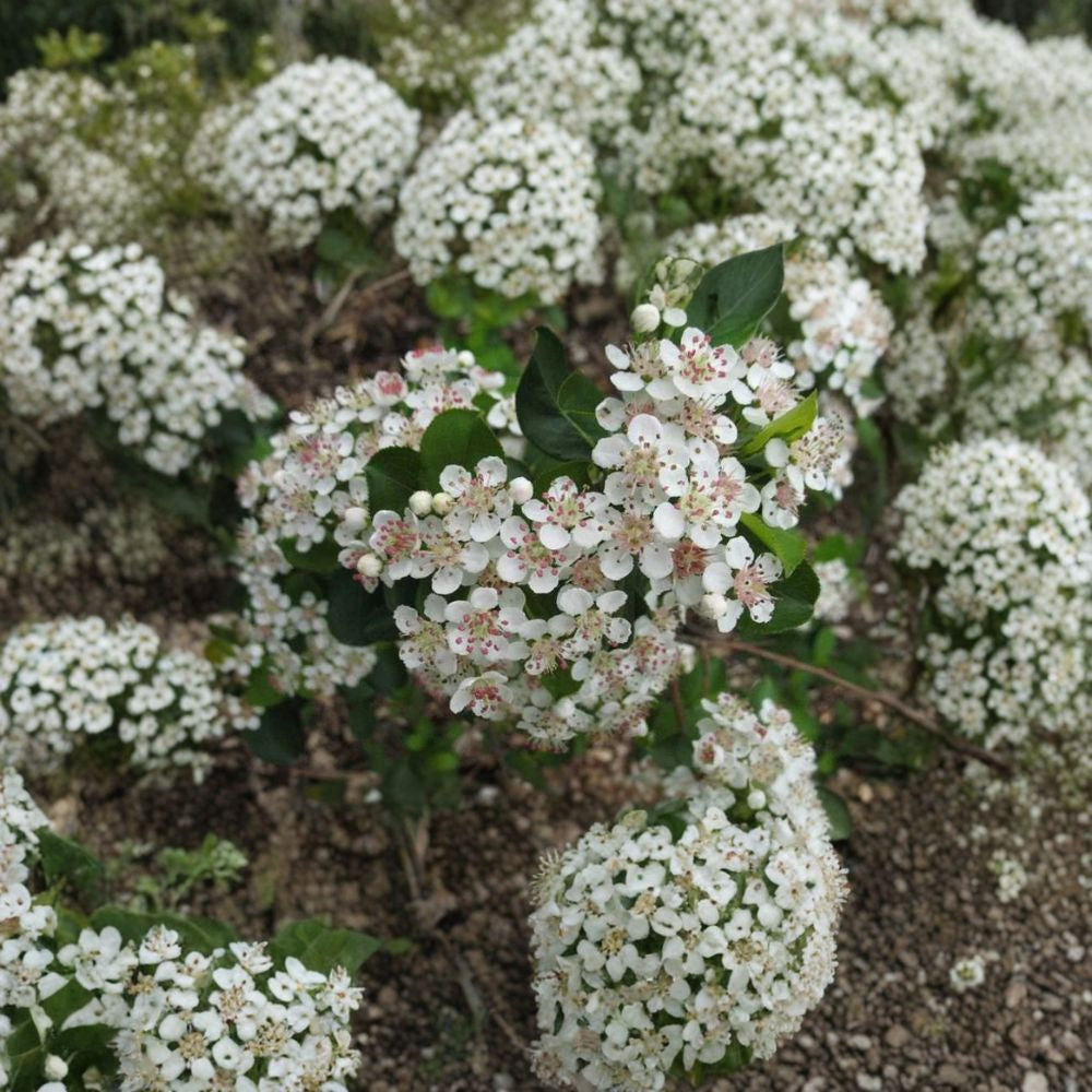 Black Chokeberry – Aronia melanocarpa 600 Seeds | Hardy Edible Shrub Large Bulk Native Seeds | Antioxidant-Rich Berries | Cold Hardy Zone 3-9