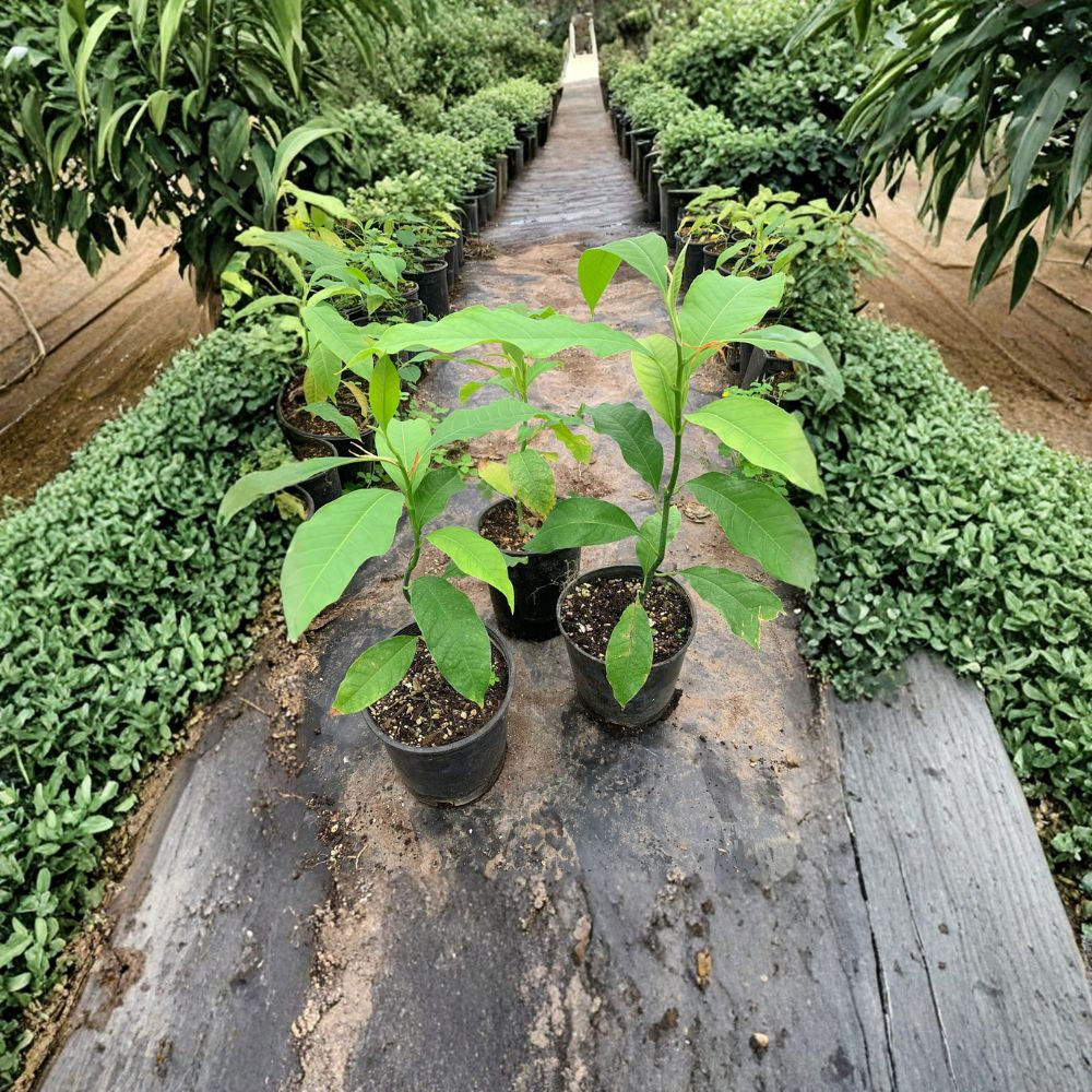 Gold Champaca – Magnolia champaca Live Fragrant Tree | 1 Foot Tall | Includes 1 Gallon Pot Highly Fragrant Blooms | Tropical Garden Favorite | Rare Seed Grown