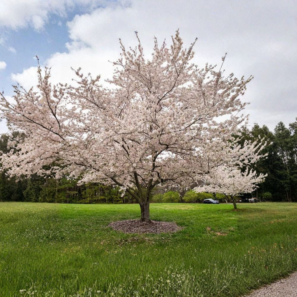 Yoshino Flowering Cherry – Prunus × yedoensis ‘Yoshino’ Grafted Live Tree | 2–3 Feet Tall | Includes 3 Gallon Pot Spring Blossom Tree | Pale Pink to White Flowers | Ornamental Landscape Favorite