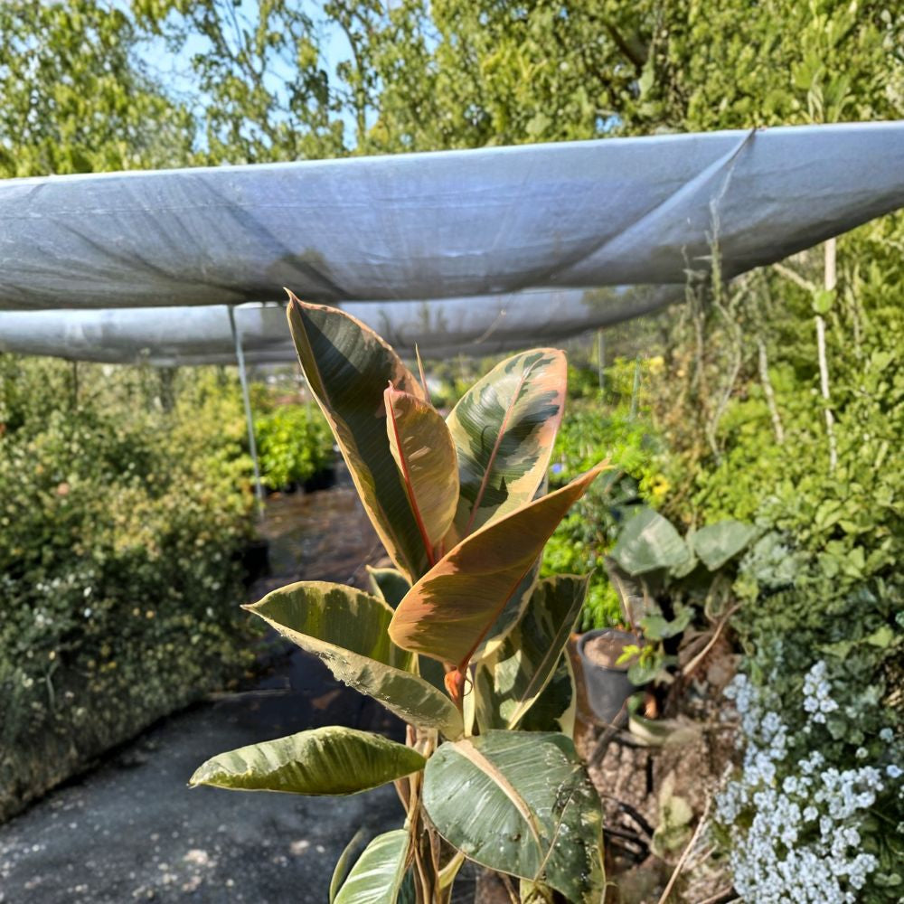 Tineke Rubber Plant – Ficus elastica ‘Tineke’ Live Houseplant | 3 Feet Tall | Includes 6" Nursery Pot Variegated Foliage | Easy Care Indoor Plant | Modern Home Accent