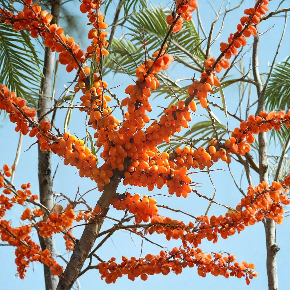 Sea Buckthorn – Hippophae rhamnoides 30 Seeds | Hardy Edible Seaberry Shrub Vitamin-Rich Superfruit | Nitrogen Fixing | Cold Hardy Zone 3–9