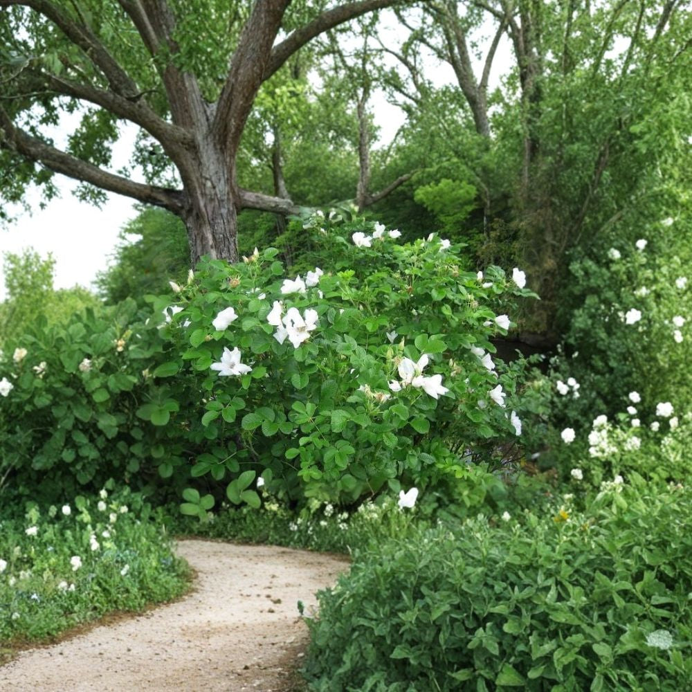 White Rugosa Rose – Rosa rugosa albiflora 30 Seeds | Fragrant Hardy Flowering Shrub Fast Growing | Edible Rose Hips | Cold & Salt Tolerant