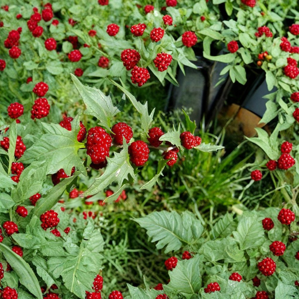 Strawberry Spinach – Chenopodium foliosum 150 Heirloom Seeds | 92% Germination | Edible Leaves & Berries Unique Edible Plant | Great for Containers | Summer–Fall Harvest