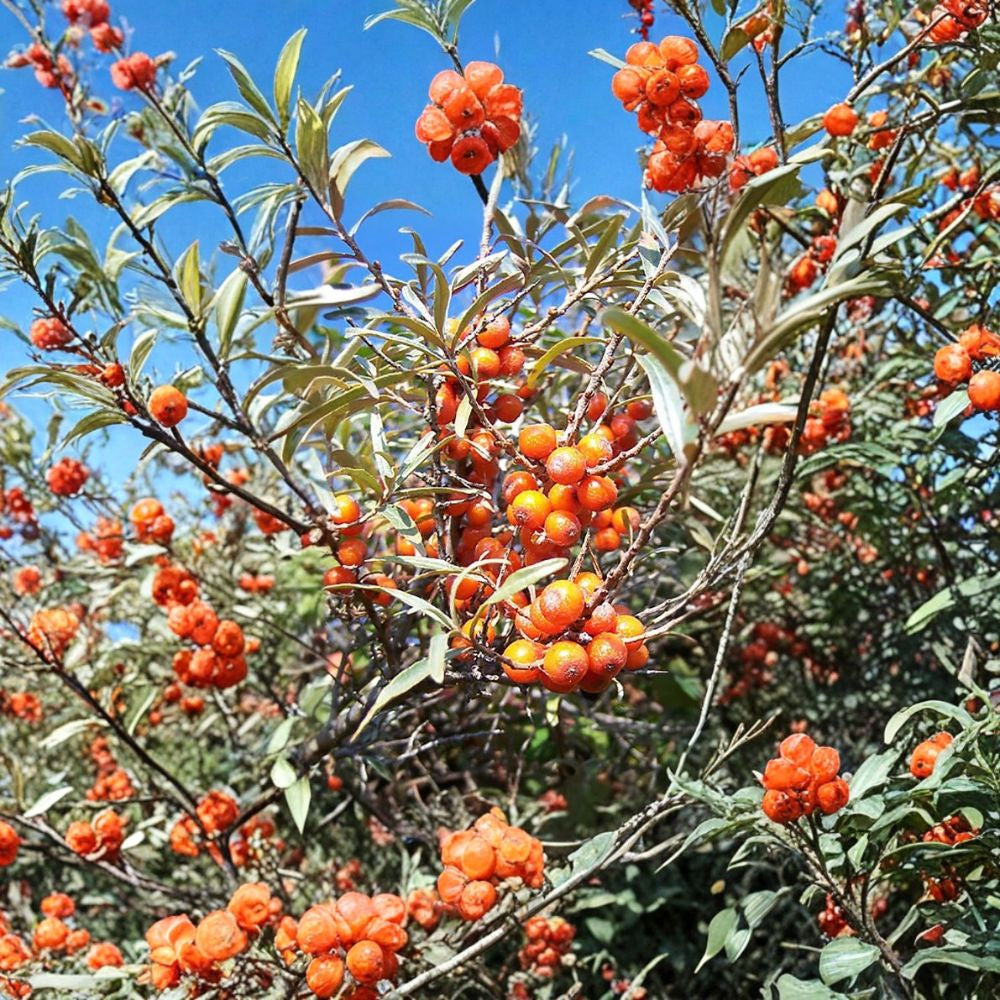 Sea Buckthorn – Hippophae rhamnoides 400 Seeds | Hardy Edible Seaberry Shrub Wholesale Superfruit Seeds | Nitrogen Fixing | Cold Hardy Zone 3–9