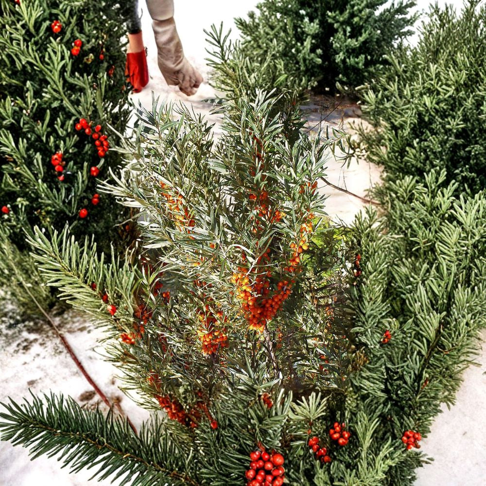 Sea Buckthorn – Hippophae rhamnoides 1600 Seeds | Hardy Edible Seaberry Shrub Commercial Bulk Superfruit Seeds | Nitrogen Fixing | Cold Hardy Zone 3–9