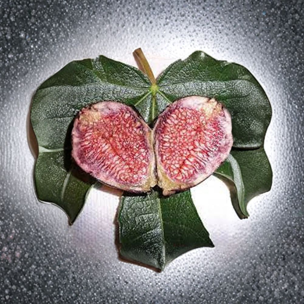 Violette de Bordeaux Fig – Dwarf Fig Tree Live Fruit Plant | 1–2 Feet Tall | Includes 6” Nursery Pot Sweet Rich Flavor | Natural Dwarf Variety | Perfect for Containers