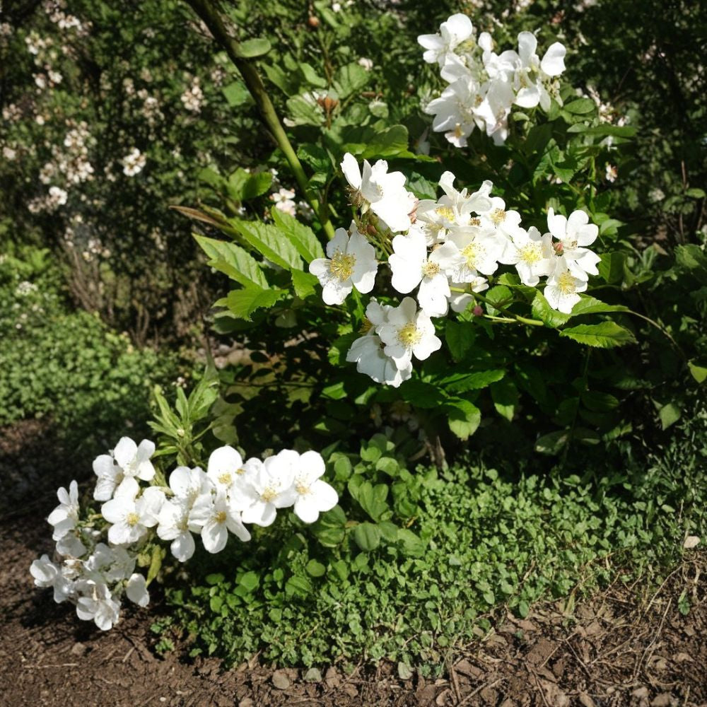 White Rugosa Rose – Rosa rugosa albiflora 1600 Seeds | Fragrant Hardy Flowering Shrub Bulk Planting | Edible Rose Hips | Cold & Salt Tolerant