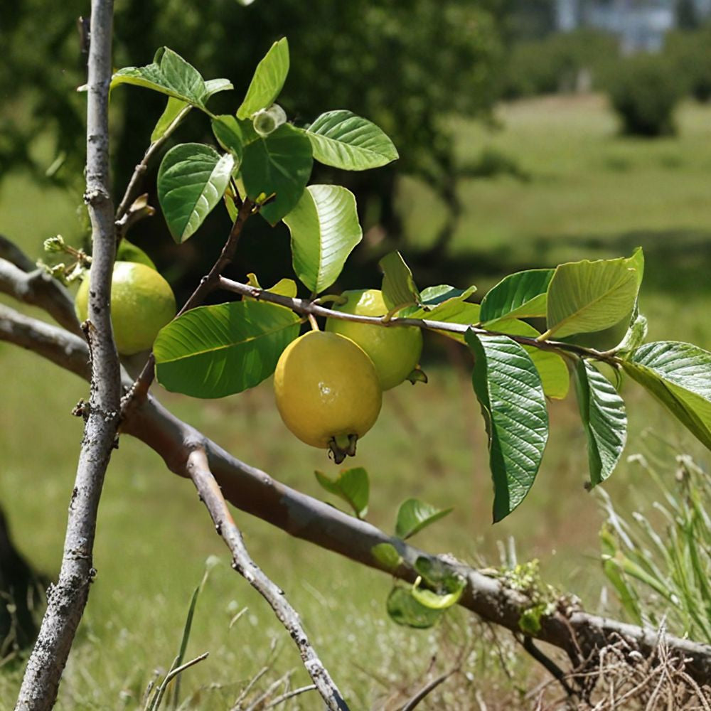 Guava – Psidium guajava 100 Seeds | Tropical Evergreen Fruit Tree Fast Growing | Fragrant Flowers | Edible Fruit | Container & Bonsai Friendly