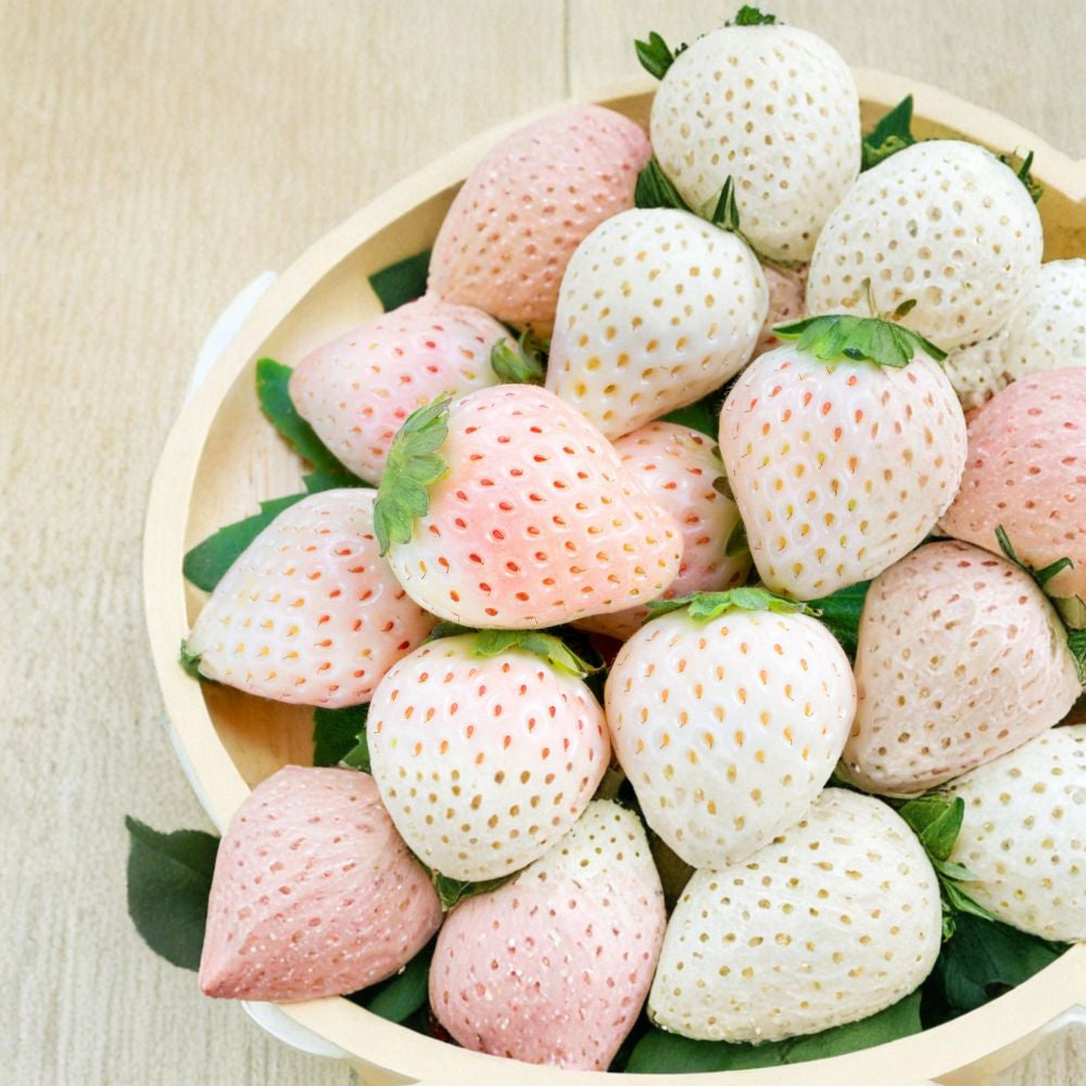 White Soul Strawberry – Fragaria vesca ‘White Soul’ 100 Heirloom Seeds | Runnerless Alpine | White Fruit Variety Sweet Pineapple Flavor | White Flowers | Everbearing