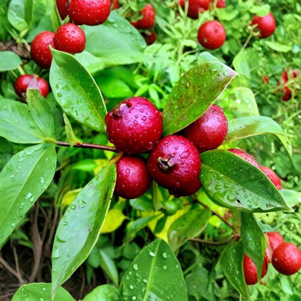 Strawberry Guava – Psidium cattleianum 20 Seeds | Tropical Fruit Shrub | Edible Guava Variety Sweet Strawberry Flavor | Evergreen Shrub | Warm Climate Fruit
