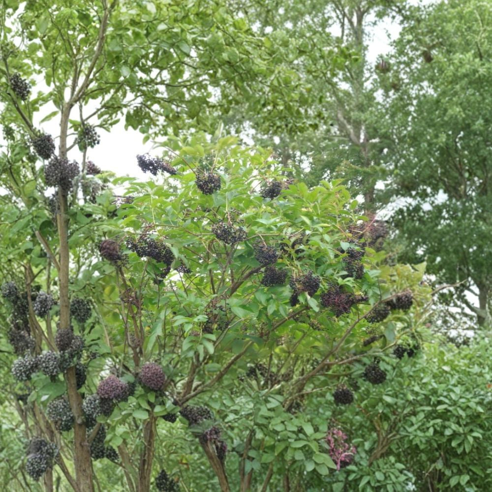 American Elderberry – Sambucus canadensis 600 Seeds | Fast Growing Hardy Edible Shrub Northern Source | Cold Hardy | Wildlife Friendly