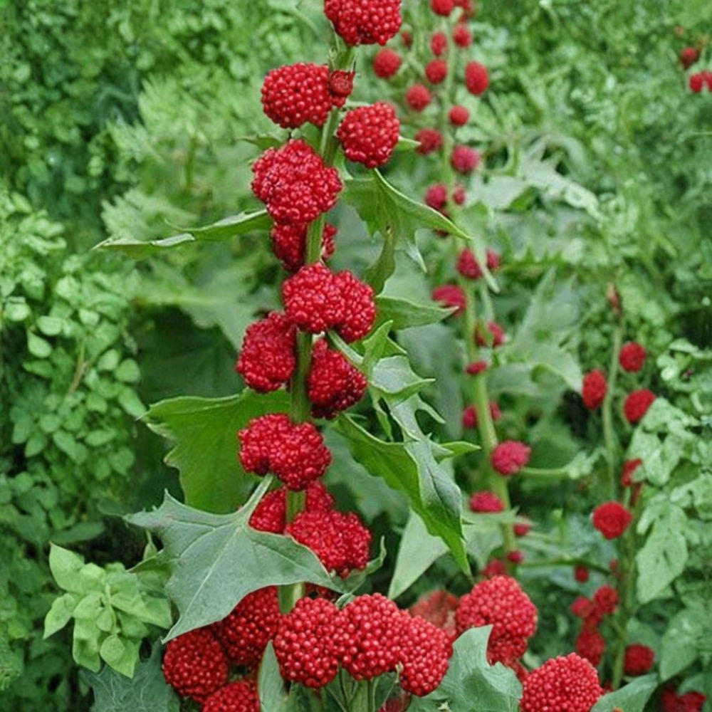 Strawberry Spinach – Chenopodium foliosum 100 Organic Seeds | Heirloom | Non-GMO Beetberry Plant | Edible Greens & Berries | Cool Season Hardy Annual
