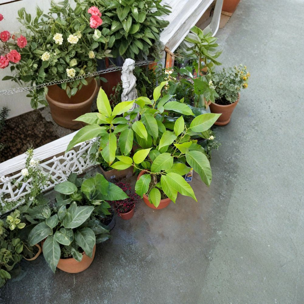 White Champaca – Michelia alba (Ngọc Lan Trắng) Air Layered Live Tree | 4–5 Feet Tall | Includes 3 Gallon Pot Highly Fragrant White Blooms | Big Trunk | Early Blooming Variety