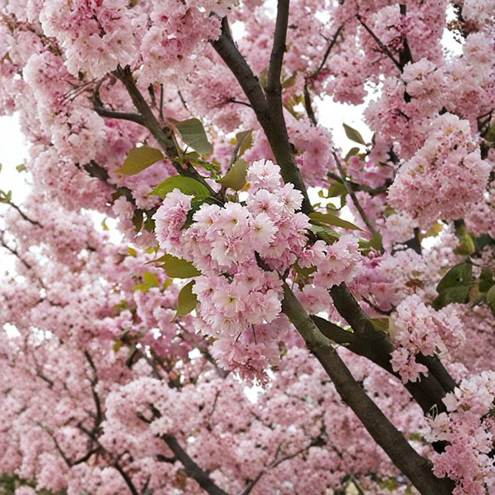 Japanese Flowering Cherry – Prunus serrulata 15 Seeds | Showy Hardy Ornamental Tree Sakura | Spring Blooms | Bonsai | Fall Color