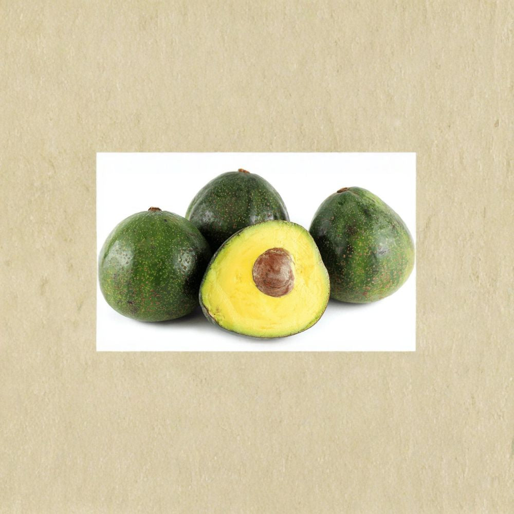 Nabal Avocado – Persea americana Live Grafted Tree | 1 Foot Tall | Shipped in Plastic Bag Large Creamy Fruit | Premium Variety | Backyard Orchard Ready