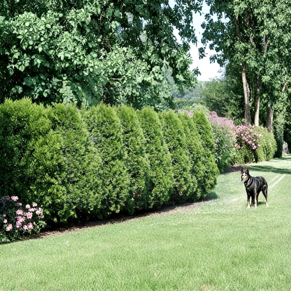 American Arborvitae – Thuja occidentalis 50 Seeds | Cold Hardy Evergreen | Non-GMO Privacy Hedge Tree | Windbreak Plant | Bonsai Friendly