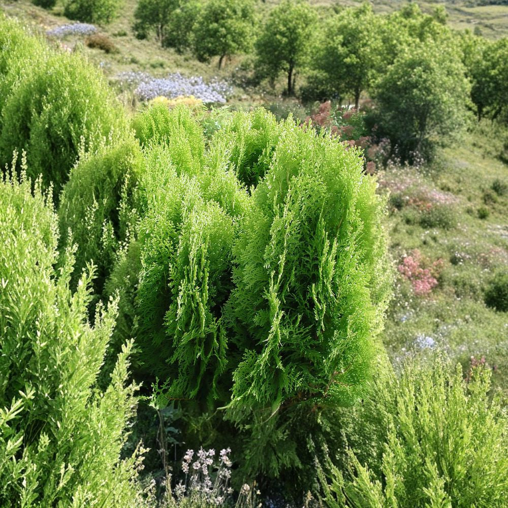 American Arborvitae – Thuja occidentalis 300 Seeds | Cold Hardy Evergreen | Non-GMO Bulk Privacy Hedge Tree | Windbreak Screen | Bonsai Friendly