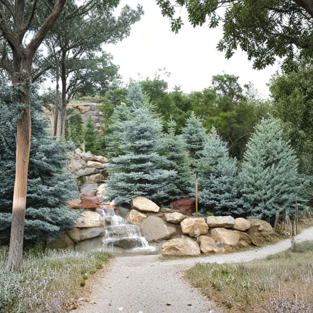 Colorado Blue Spruce – Picea pungens glauca 800 Seeds | Wholesale Bulk Pack | Hardy Blue Evergreen Windbreak | Privacy Screen | Christmas Tree | Nursery Stock