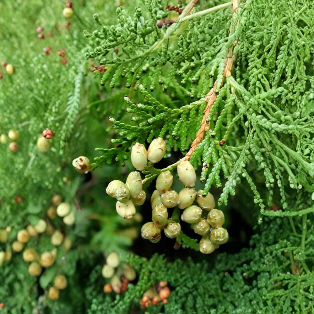 American Arborvitae – Thuja occidentalis 600 Seeds | Cold Hardy Evergreen | Non-GMO Bulk Privacy Hedge Tree | Windbreak Screen | Reforestation Ready