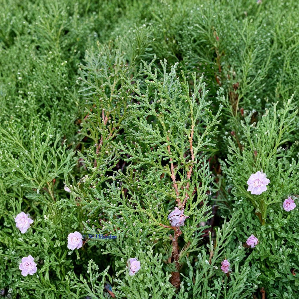 American Arborvitae – Thuja occidentalis 5400 Seeds | Cold Hardy Evergreen | Non-GMO Commercial Bulk Pack | Privacy Hedge Tree | Reforestation & Windbreak