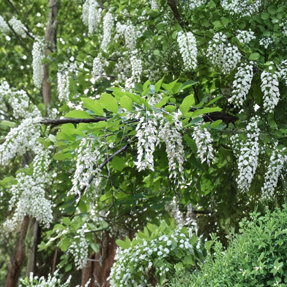 American Yellowwood – Cladrastis kentukea 30 Seeds | Hardy Deciduous Tree | Non-GMO Fragrant White Blooms | Brilliant Fall Color | Native Shade Tree