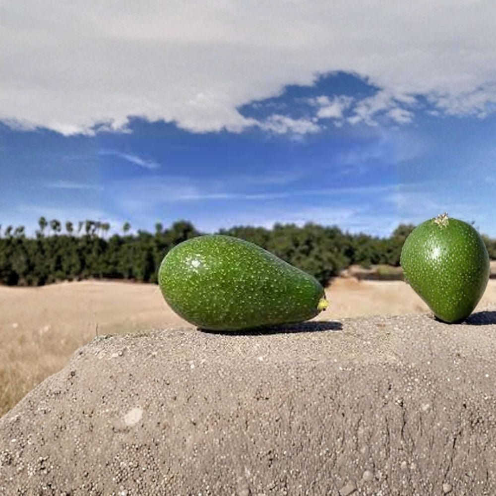 Zutano Avocado Tree – Persea americana ‘Zutano’ Live Grafted Tree | 1 Foot Tall | Shipped in Plastic Bag Cold Hardy Avocado | Early Season Variety | Backyard & Container Friendly