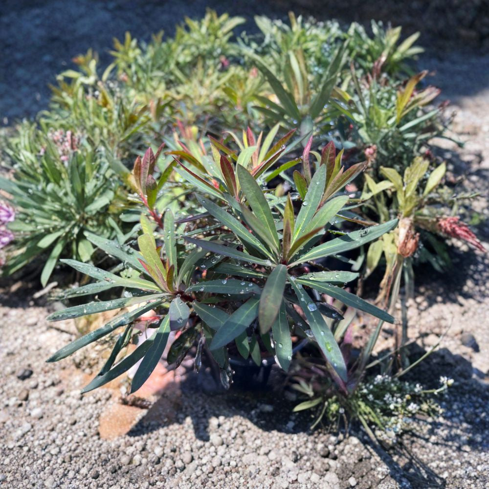 Euphorbia ‘Blackbird’ – Spurge Live Plant | 1 Foot Tall | Includes 6” Nursery Pot Dark Foliage Accent | Full Sun Lover | Drought Tolerant