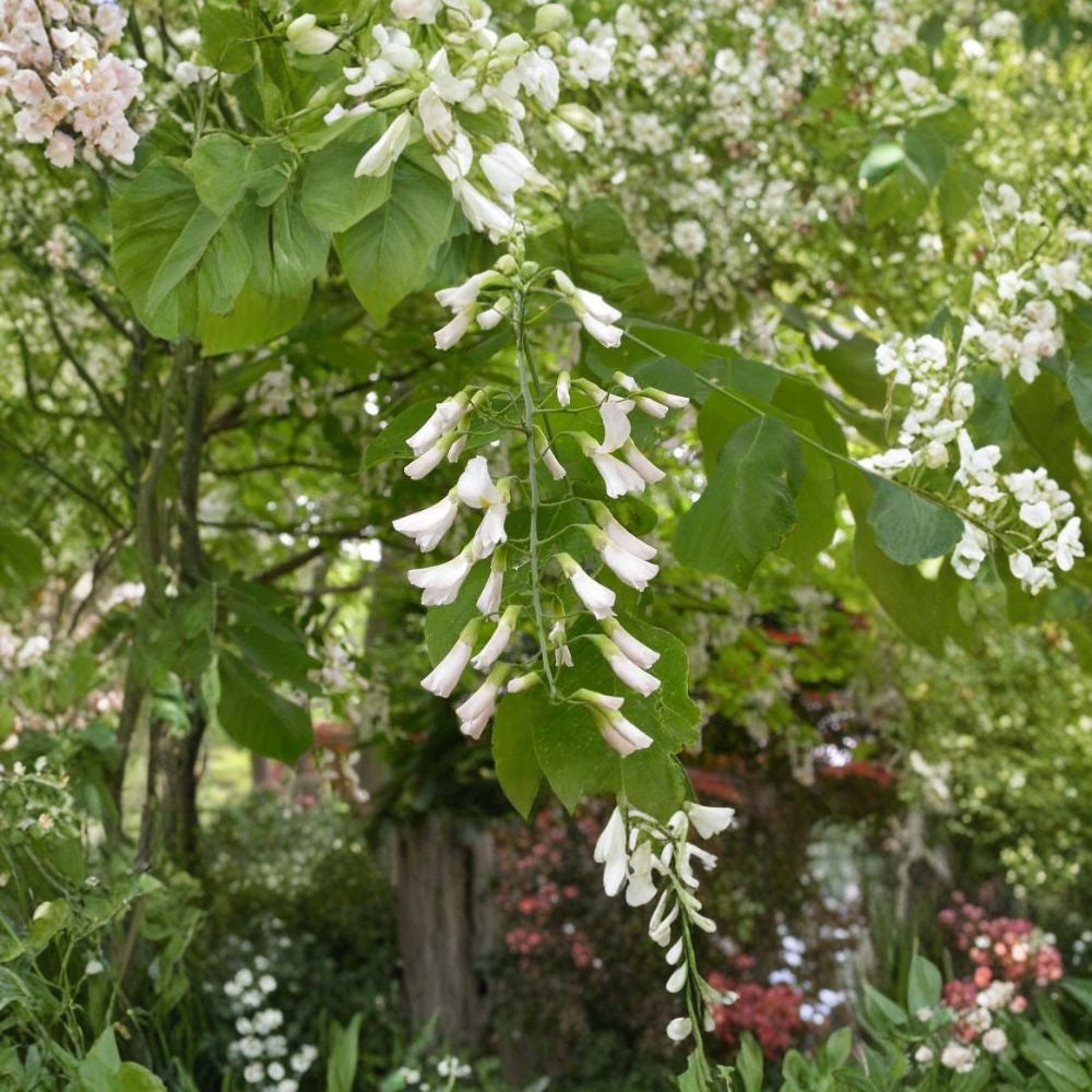 American Yellowwood – Cladrastis kentukea 480 Seeds | Hardy Deciduous Tree | Non-GMO Commercial Bulk Pack | Fragrant White Blooms | Brilliant Fall Color