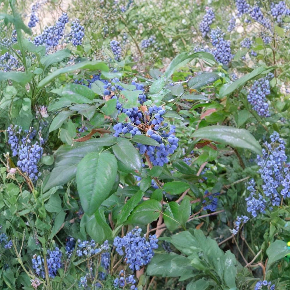 Oregon Holly Grape – Mahonia aquifolium 960 Seeds | Hardy Evergreen Shrub | Non-GMO Commercial Bulk Pack | Edible Berries | Wildlife & Shade Plant