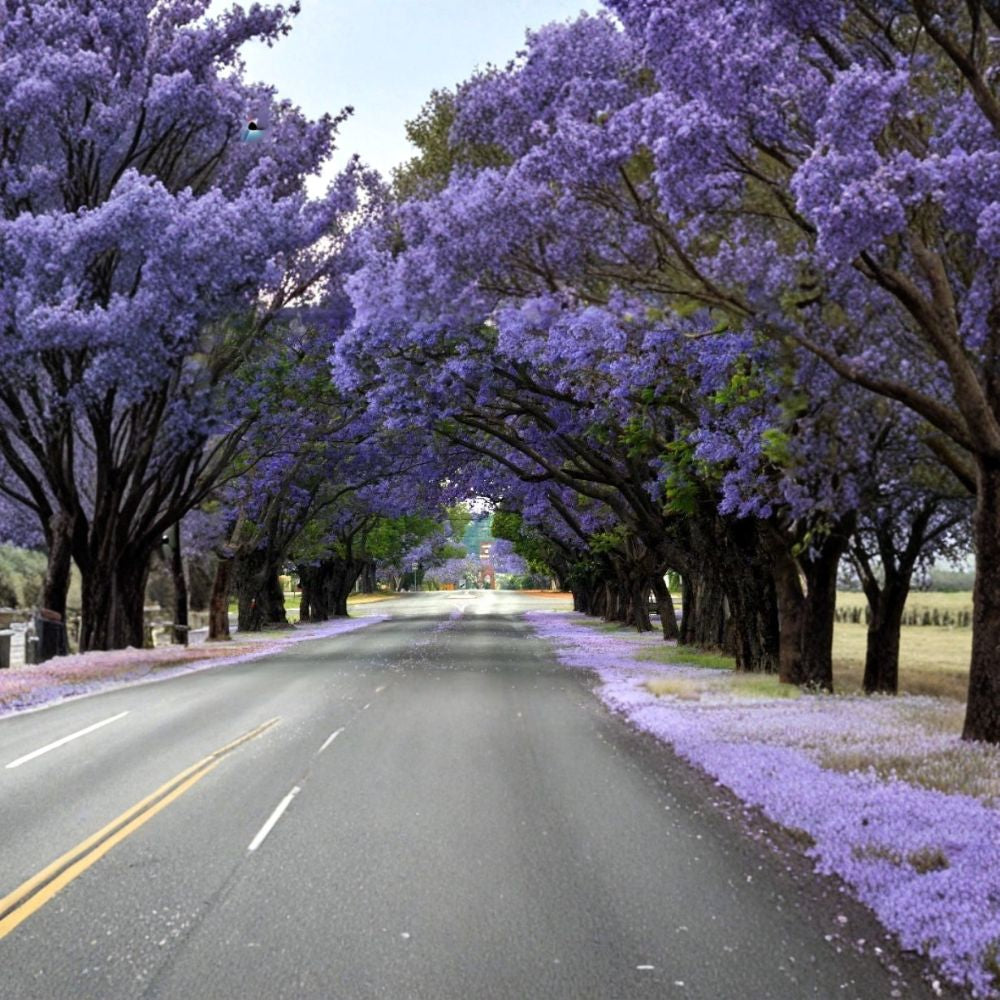 Blue Jacaranda – Jacaranda mimosifolia 60 Seeds | Fast Growing Flowering Tree | Non-GMO Spectacular Blue-Violet Blooms | Shade & Street Tree | Bonsai Friendly