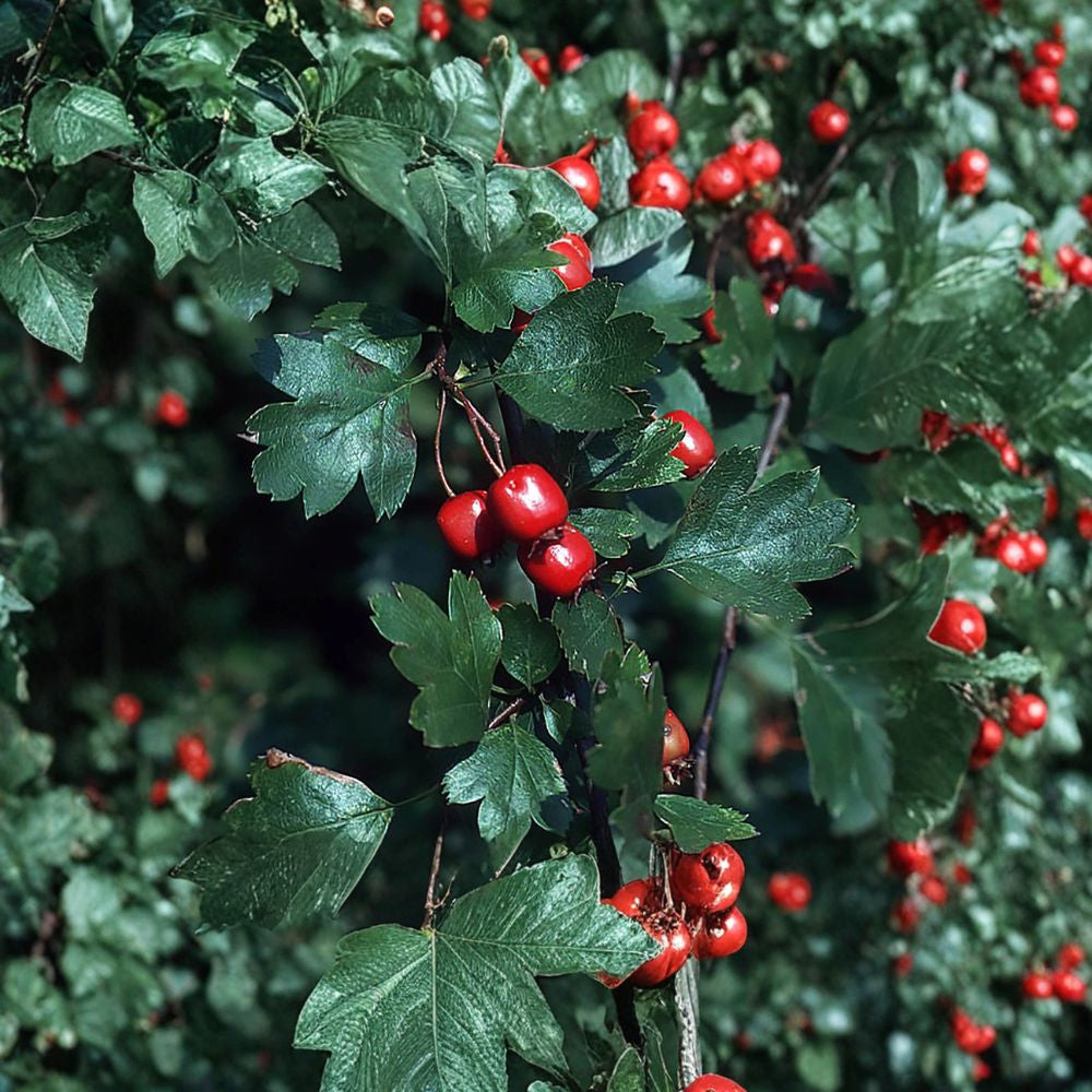 English Hawthorn – Crataegus laevigata 10 Seeds | Hardy Flowering Tree | Non-GMO Showy Spring Blooms | Edible Red Haws | Wildlife Friendly