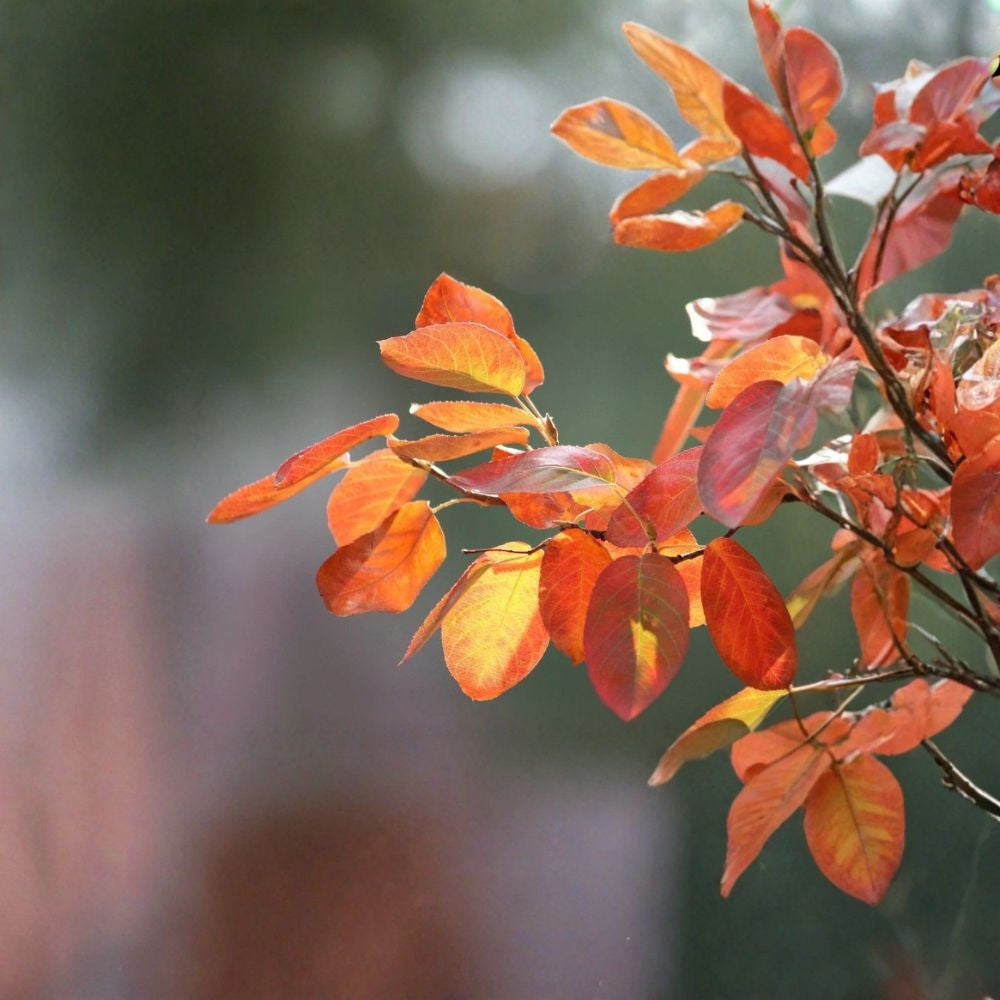 Saskatoon Serviceberry – Amelanchier alnifolia 800 Seeds | Wholesale Bulk Pack | Hardy Native Juneberry Ideal for Windbreaks • Restoration Projects • Food Forests • Wildlife Habitat